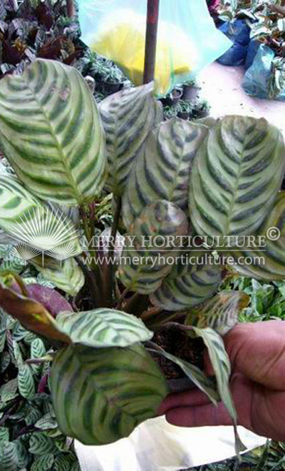 Calathea  spp